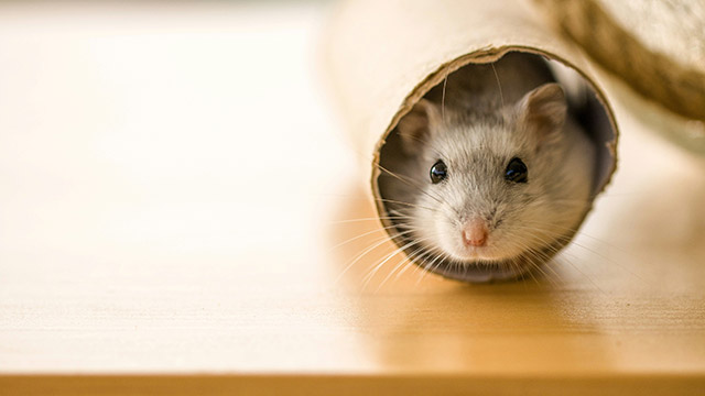 Adorable little mouse