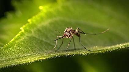 Mosquito scheming to eat you