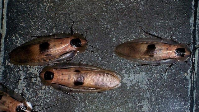 Image of roaches
