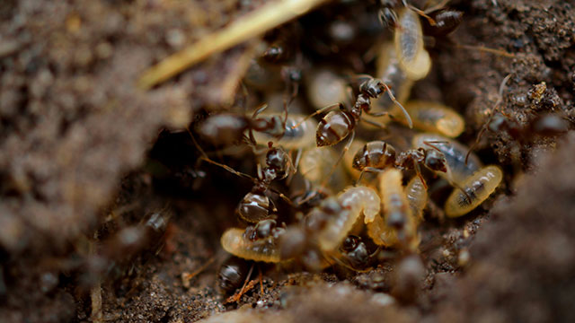 Termites chewing wood